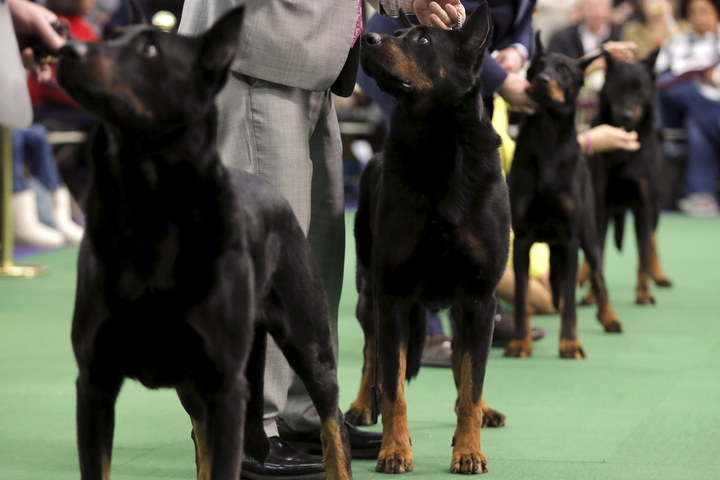 Beauceron