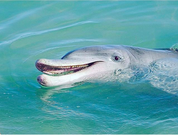 Monkey Mia (located 900km from Perth) is a magical experience for dolphin lovers and a chance to get up close and personal with the majestic creatures. It's the only place where dolphins visit daily and not seasonally. If dolphins aren't your thing, why not take a walk on the pristine white sand, go snorkelling in the turqouise waters or even unwind with a beach camel ride?