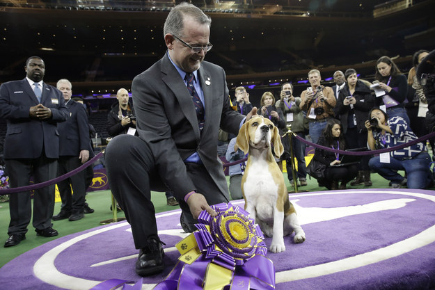 Last year, a beagle named Miss P won Best in Show, and she was only the second beagle to have ever won.