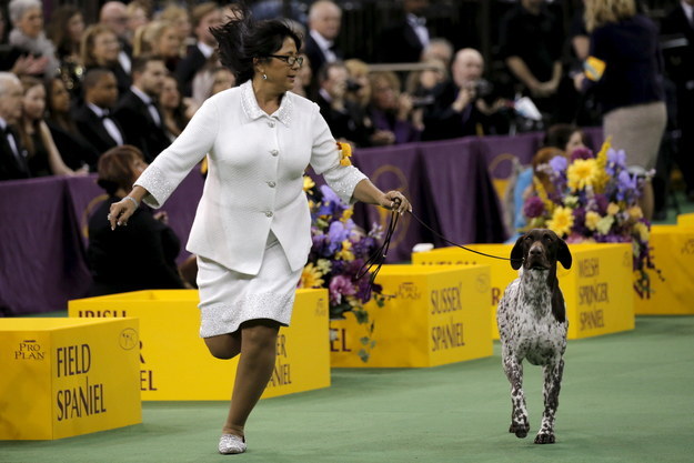 CJ, a German shorthaired pointer, won Best In Show at Tuesday's annual Westminster Dog Show held at New York's Madison Square Garden.