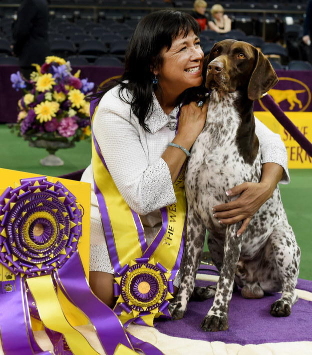 CJ, a German shorthaired pointer, won Best In Show at Tuesday's annual Westminster Dog Show held at New York's Madison Square Garden.