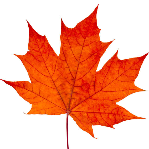 we-bet-you-can-t-tell-the-difference-between-a-maple-leaf-and-a-pot-leaf
