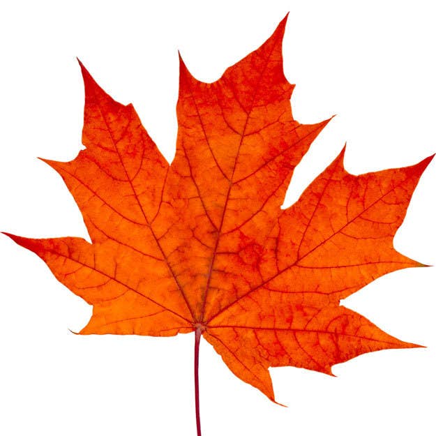We Bet You Can't Tell The Difference Between A Maple Leaf And A Pot Leaf