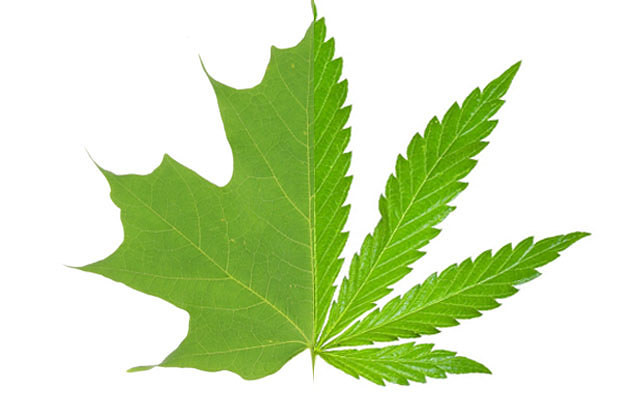 maple leaf vs oak leaf