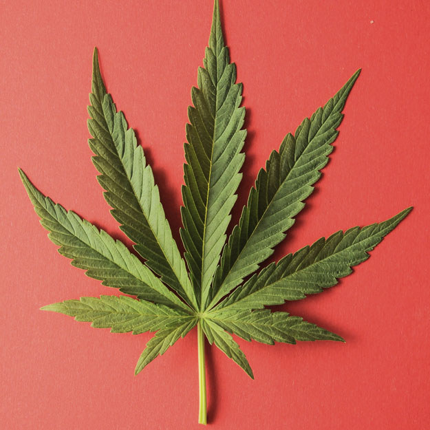 We Bet You Can t Tell The Difference Between A Maple Leaf And A Pot Leaf