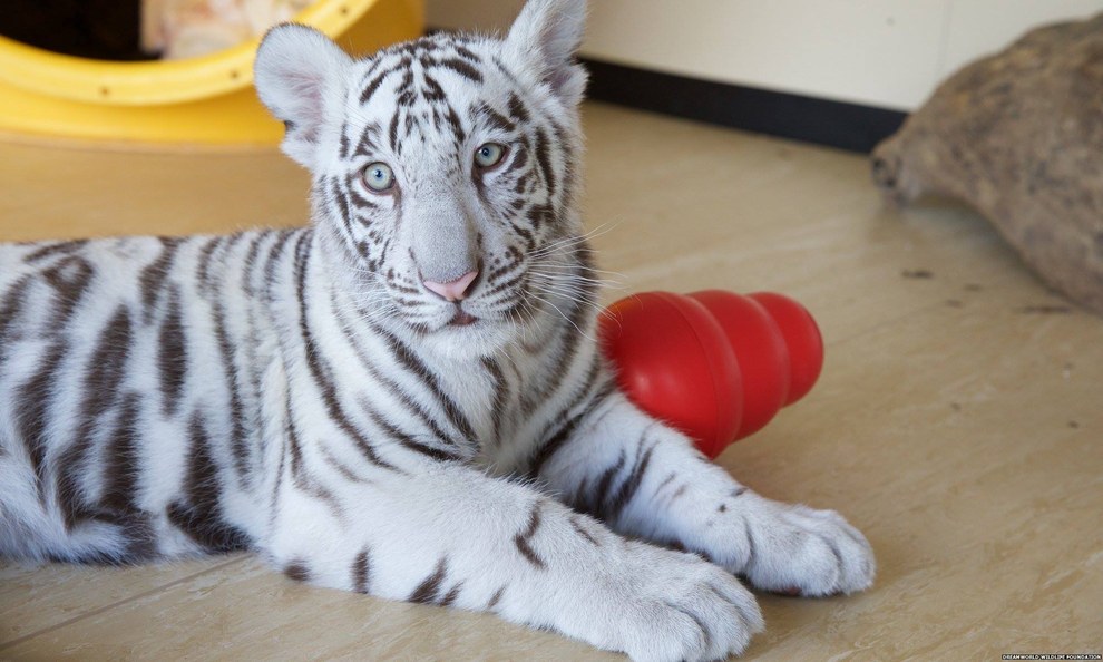 These White Tiger Cubs Are The Most Beautiful Creatures You’ll See Today Enhanced-buzz-wide-27731-1455710207-7