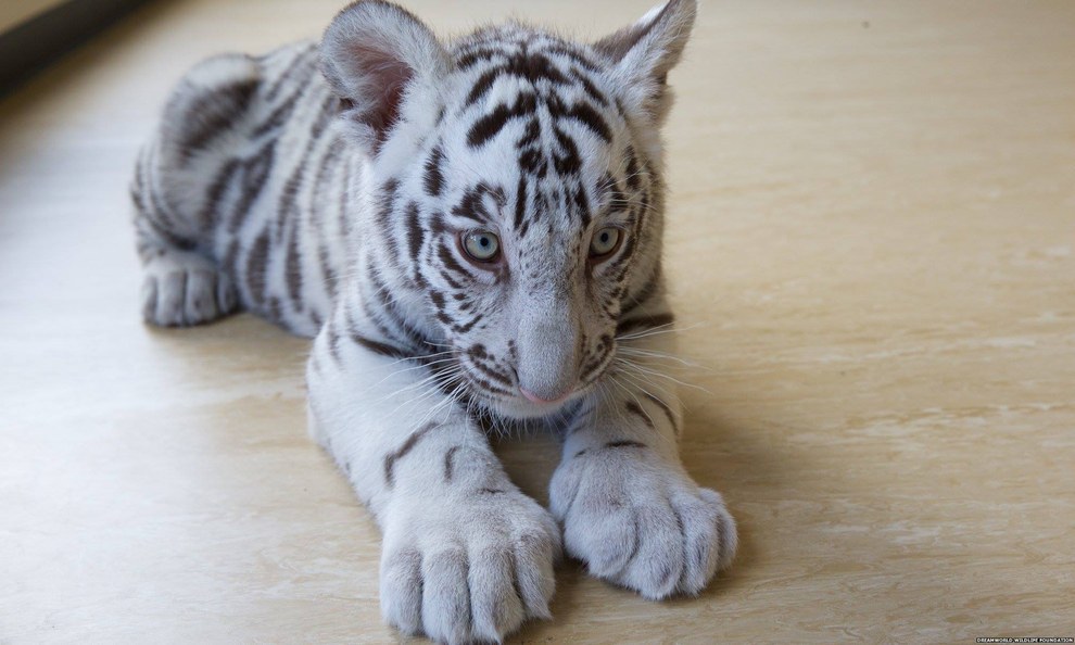 These White Tiger Cubs Are The Most Beautiful Creatures You’ll See Today Enhanced-buzz-wide-8268-1455710206-7