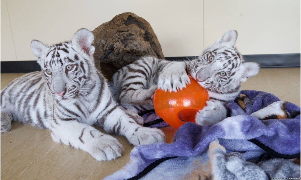 Dreamworld's newborn tiger cubs snuggle up to mum