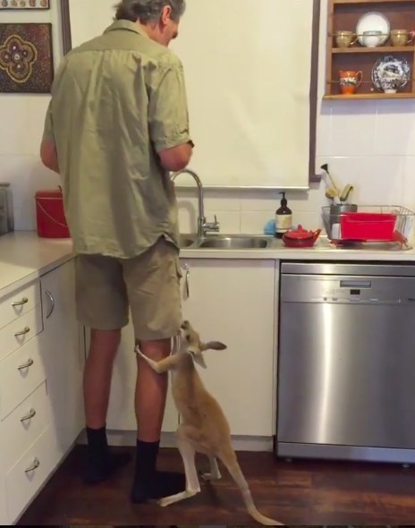 This Cute Baby Kangaroo Is So Excited For His Treat And We Can T