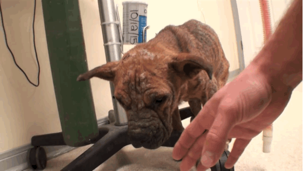 He was also blind, as a result of poisoning from overdosing on medication he had received previously.