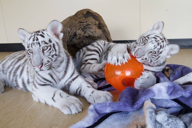 No One Is Having More Fun Than These White Tiger Cubs
