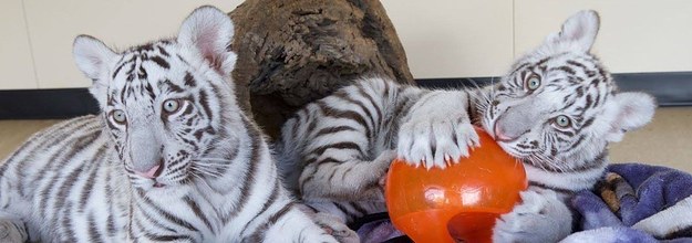 No One Is Having More Fun Than These White Tiger Cubs