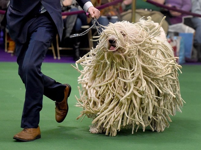 The Cutest Dogs Of The 2016 Westminster Dog Show