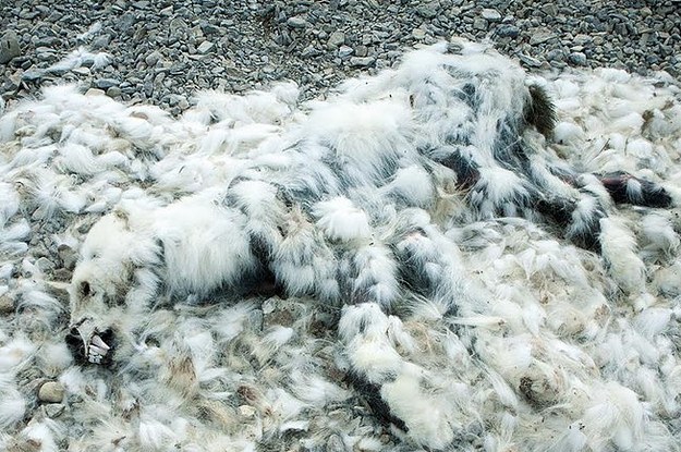This Shocking Photo Of A Dead Polar Bear Is Raising