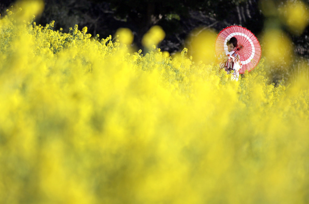 A woman clad in a Japanese traditional kimono pauses during a wedding photo session by a field of Rapeseed at Hamarikyu Gardens in Tokyo.