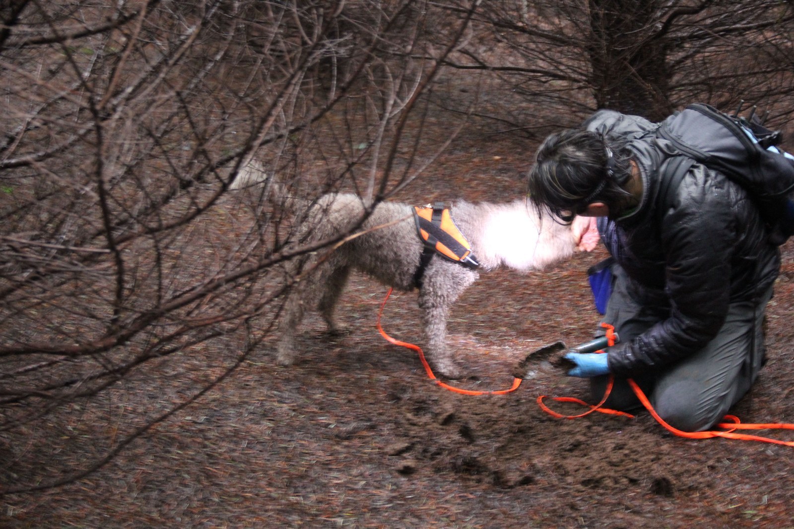 download truffle dog documentary