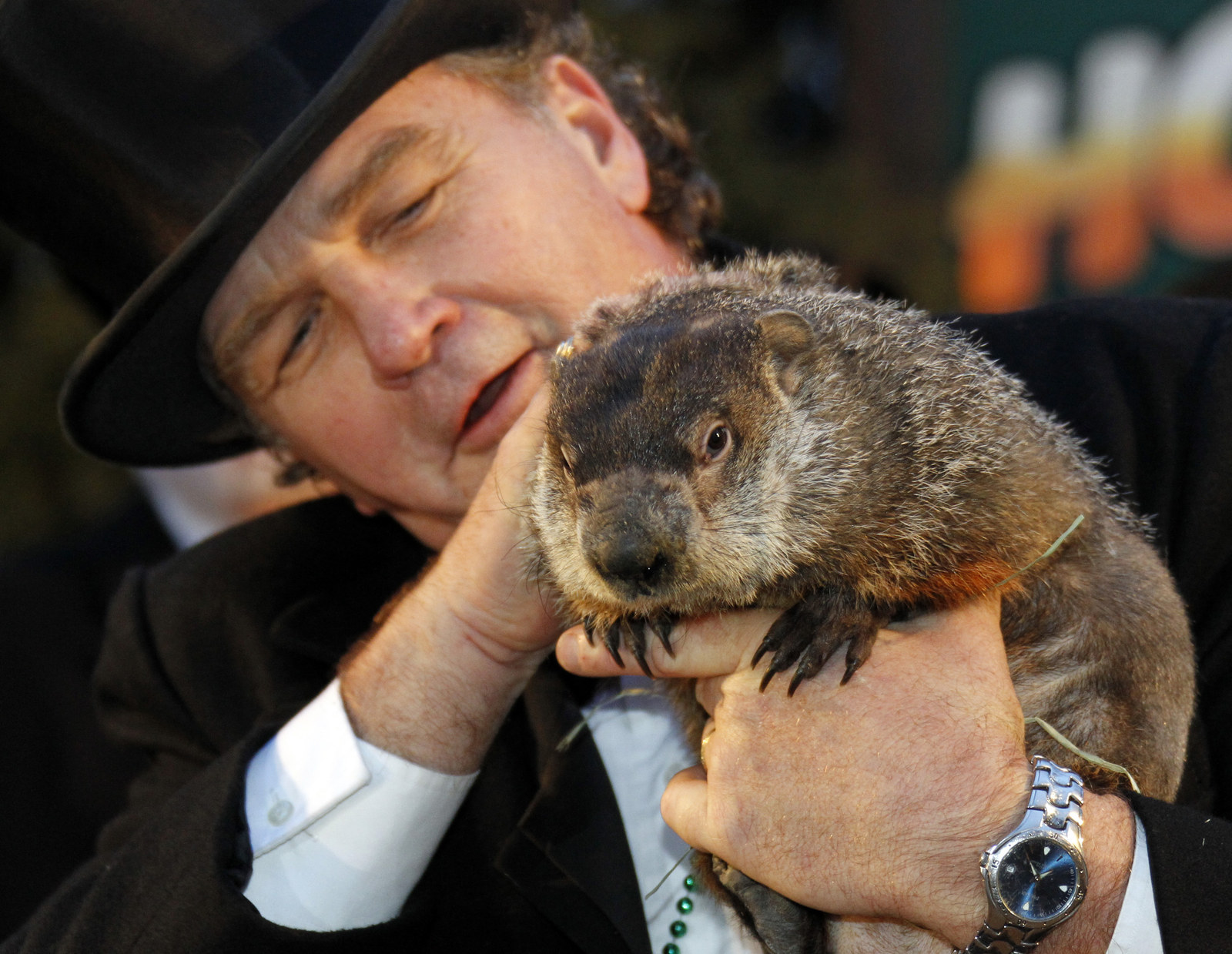 Дело сурка. Punxsutawney Phil. Панксатонский Фил сурок. День сурка сурок Фил. Groundhog Day праздник.