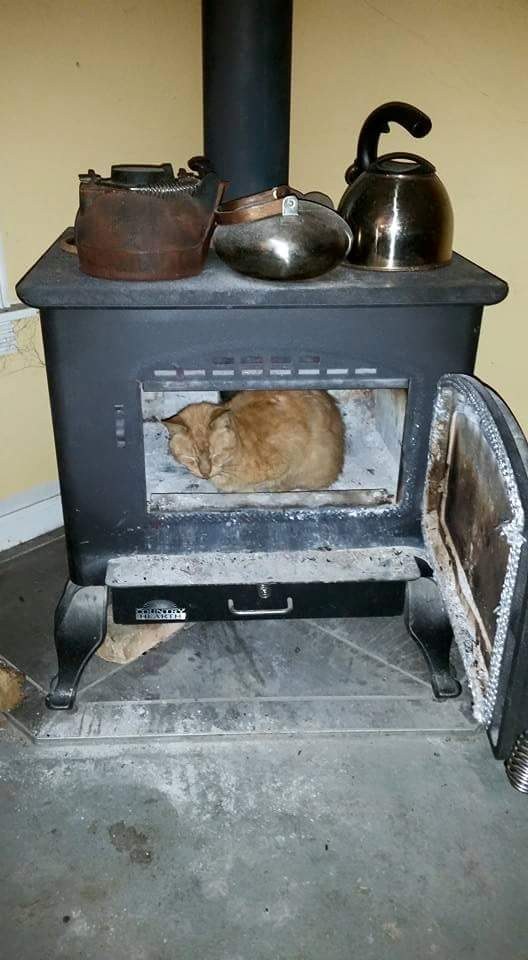 24 Pictures That Prove That There Is Nothing Cats Won’t Sit On Enhanced-21882-1455965617-1