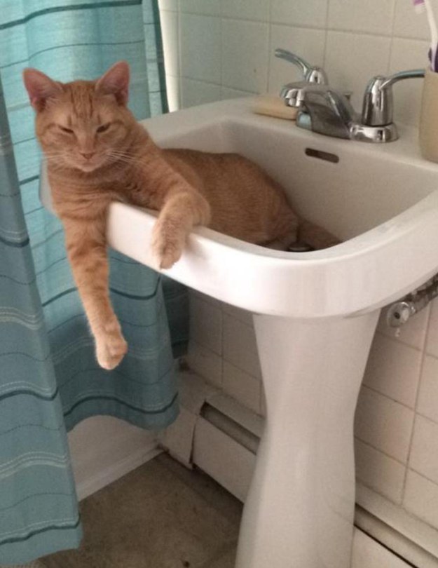 24 Pictures That Prove That There Is Nothing Cats Won’t Sit On Enhanced-9735-1455964017-6