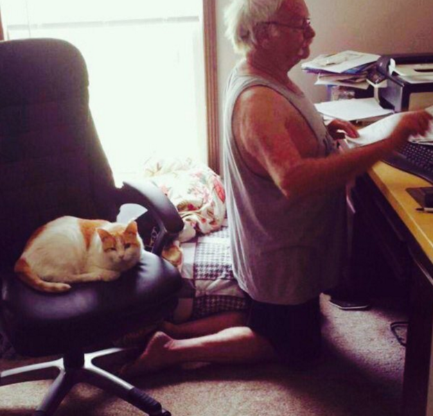 24 Pictures That Prove That There Is Nothing Cats Won’t Sit On Enhanced-24231-1455970104-1