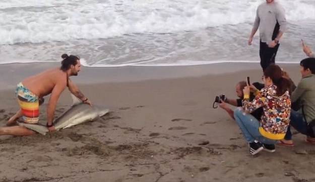 The man spent about a minute holding down the struggling shark and posing for photos.