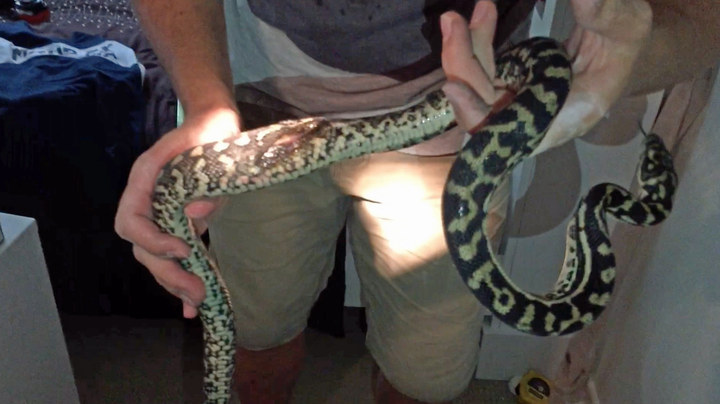 And if the thought of snakes living in your home freaks out, don't be too worried. Gilbert says only around one-third of Queensland homes have snakes living in them. Sleep tight!