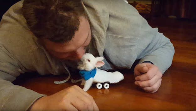 This is Wheelz, a baby bunny who gets around on a tiny skateboard wheelchair.