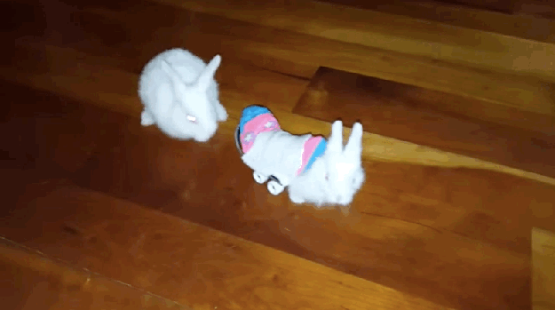 “All the other bunnies are fascinated by his wheels," said Jason. "He’s so much faster than them. They’ll come to sniff around the wheels, and he’ll go dashing away."