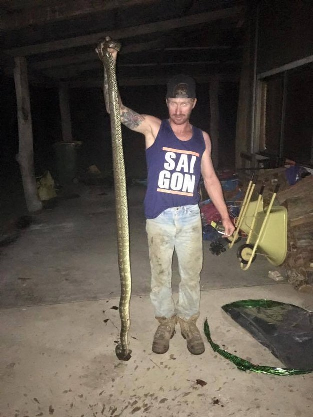 The whole thing went down in the northern NSW town of Macksville, and the snake has since been removed from the house.