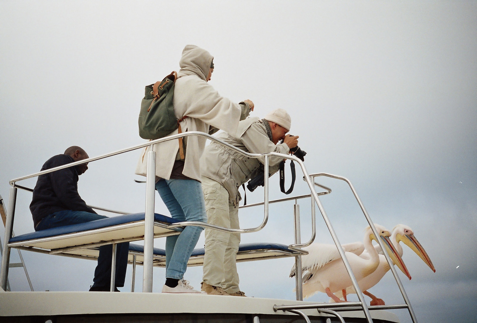 "While I was cruising with my girlfriend in Namibia, two tourists were obstinate about those birds. Finally they were just looking the same."