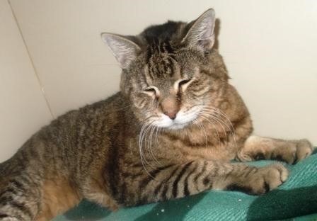 Boomer here might be a little camera shy, but his bashfulness can’t detract from his regal air, reminiscent of a large savanna cat. Though he’s pushing 17, this guy retains all his faculties, not to mention a super soft and silky coat! Boomer loves a good petting and is, all around, adorable. Read more about Boomer here.
