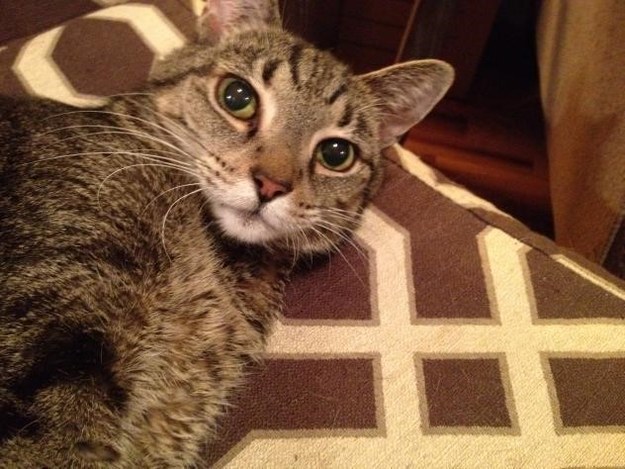 Moderation is the name of Indi’s game. While extremely social and affectionate with people, he knows when to rein it in. He doesn’t embarrass or make a nuisance of himself like some other cats do! Sheesh, other cats! Aside from a recent diagnosis of diabetes, for which he requires a daily insulin shot, this little boy is in good health. Read more about Indi here.