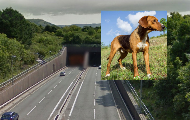 Traffic police decided to run over and kill a dog running around a stretch of motorway in Wales on Monday because it was "the only safe option".