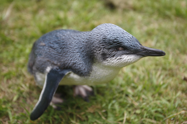 This is Blindy. Blindy is a 12-week-old blue penguin from New Zealand.