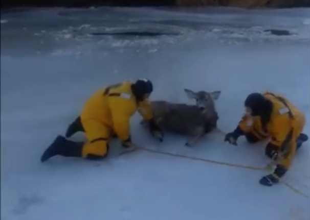 A young deer got herself in major trouble when she ventured out onto the ice in Swift Current, Saskatchewan, and fell through. Luckily some firefighters came to her rescue.