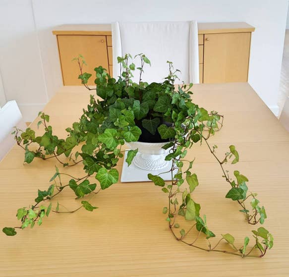 English Ivy is a beautiful cascading, hanging plant for windows and kitchens. NOTE: Leaves are toxic so keep away from pets, and if ingested berries can cause fever and rash. Available at The Flower Shop ($35), Home Depot ($33) or your local plant nursery.