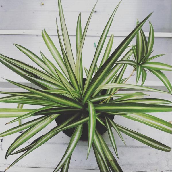 Spider Plant (Chlorophytum comosum)