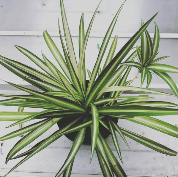 The spider plant is super easy to take care of and it will flourish in a well lit living room or kitchen. Available at Home Depot ($13), Amazon ($4), or your local plant store and nursery.