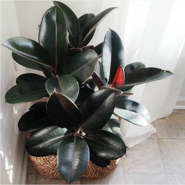 Rubber plant (Ficus elastica)