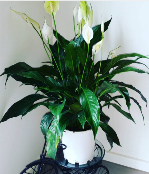 Peace Lily (Spathiphyllum)