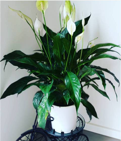 The peace lily is easy to grow and blooms beautiful white flowers, so it's a great addition to any living room or bedroom. NOTE: Leaves are toxic if eaten in large quantities, so keep away from pets. Available at Home Depot ($12) and Ikea ($8), or your local garden store and plant nursery.