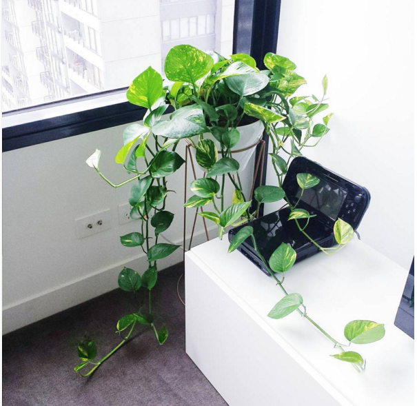 Devil's Ivy or Pothos (Epipremnum aureum)