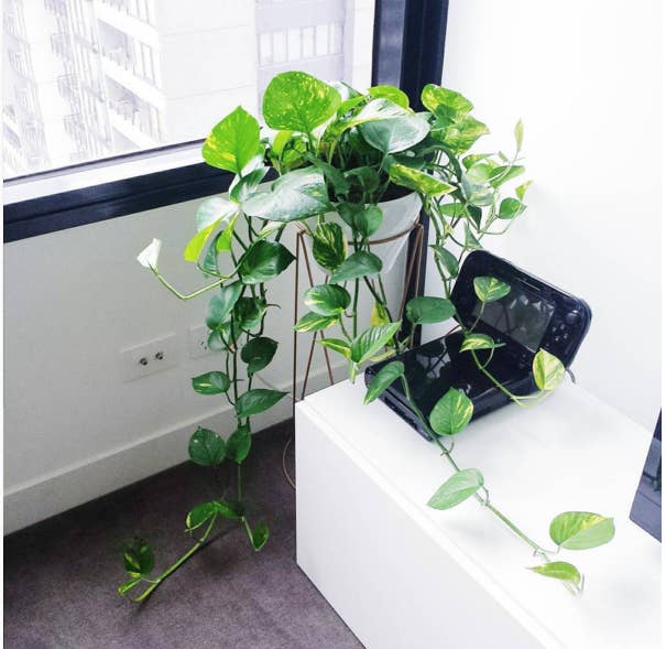 Devil's ivy has large, multicolored leaves and it can grow super long so it's best in a hanging basket or a high table where it can cascade everywhere and turn your home into a magical forest. NOTE: Leaves are toxic so keep away from pets. Available from Amazon ($8), Sears ($13), or your local plant shop and nursery.