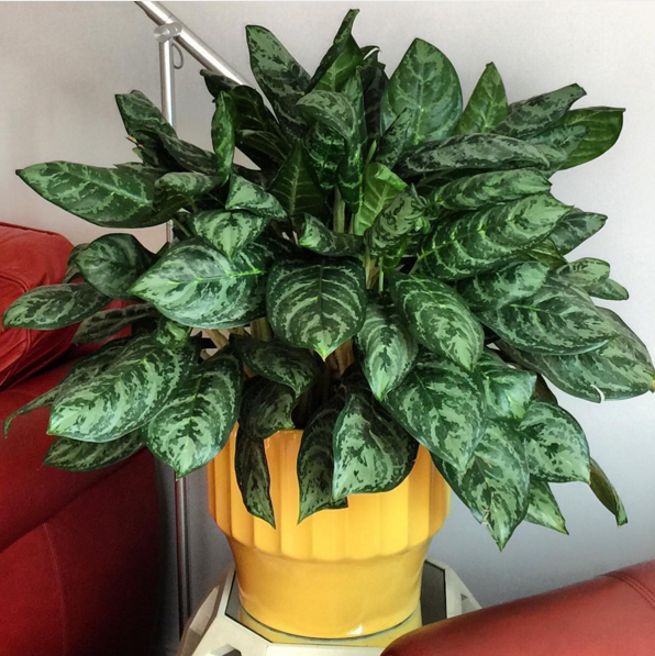 Chinese Evergeen (Aglaonema modestum)