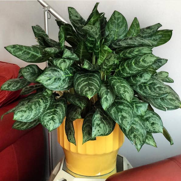 What is a Chinese money plant?