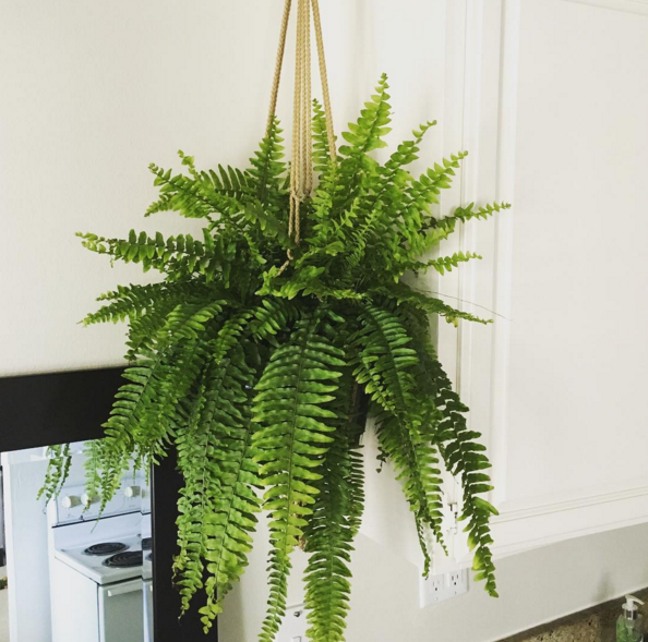 Boston Fern (Nephrolepis exaltata)