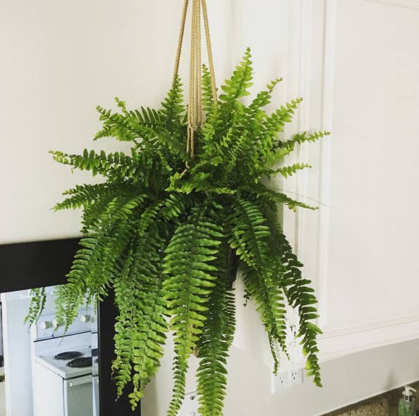 Ferns are subtropical plants so this one will need a good amount of humidity to thrive, but once it grows, it's a beautiful hanging decorative piece. Available at Home Depot ($17), Lowes ($15), and your local plant store.