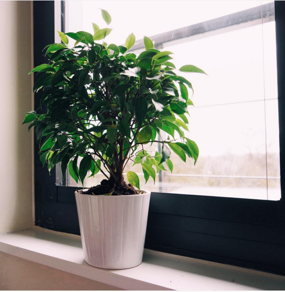 Weeping Fig (Ficus benjamina)