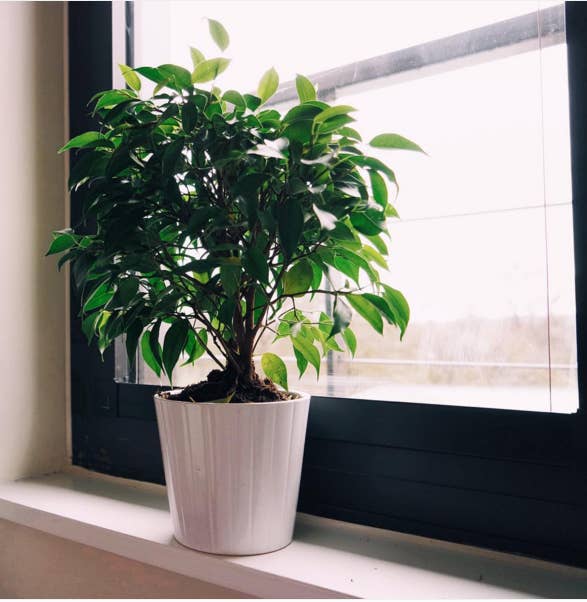 The weeping fig is a wonderful large-leafed tree that's low maintenance and just needs a sunny spot by in the kitchen living room to thrive and purify your air. NOTE: Leaves are toxic so keep away from pets. Available from Amazon ($18), Fast Growing Trees ($60), or your local plant nursery.