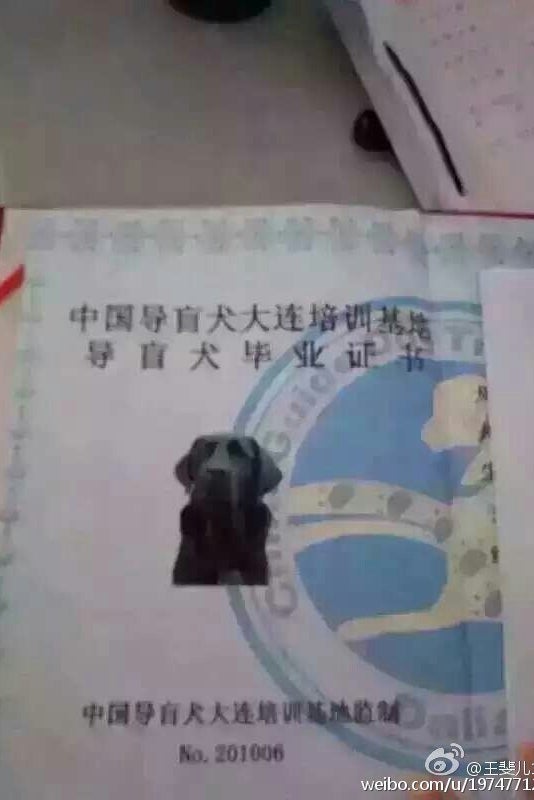 Jojo's graduation certificate